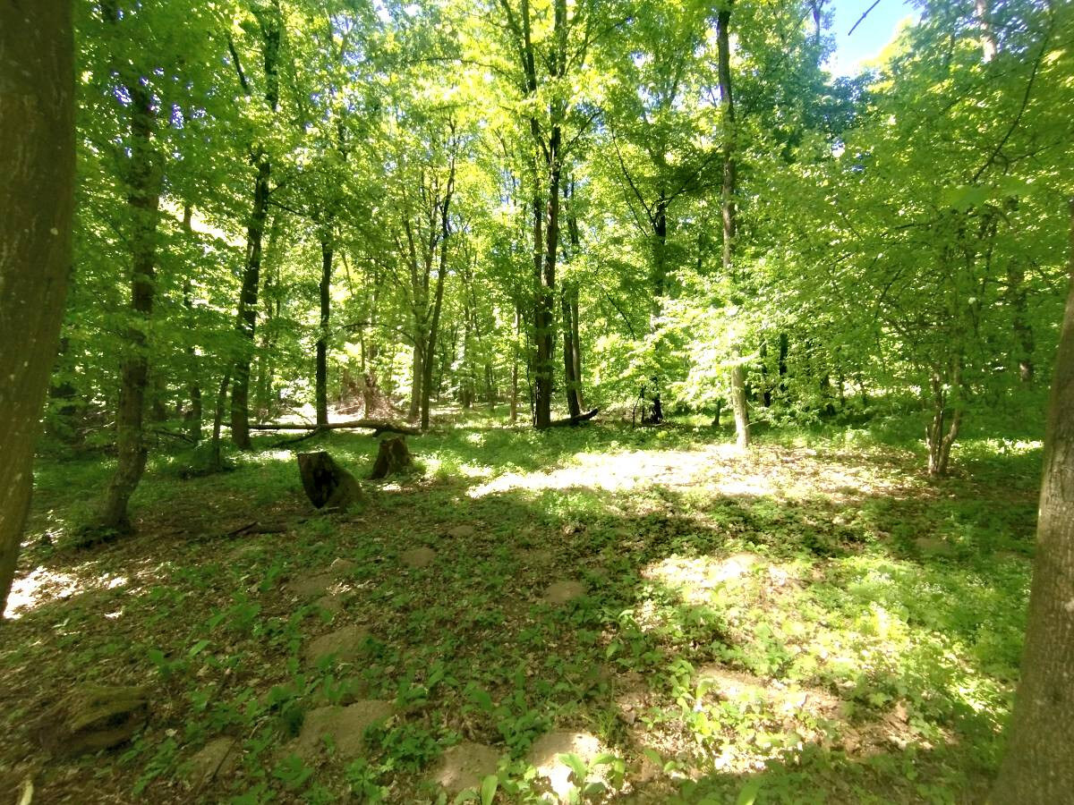 ZNÍŽENÁ CENA, Vinica s výhľadom na Zemplínsku šíravu — foto 5