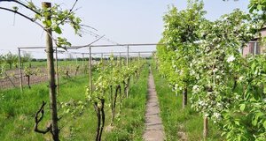 Prenajmeme RD blízko Senca — foto 4