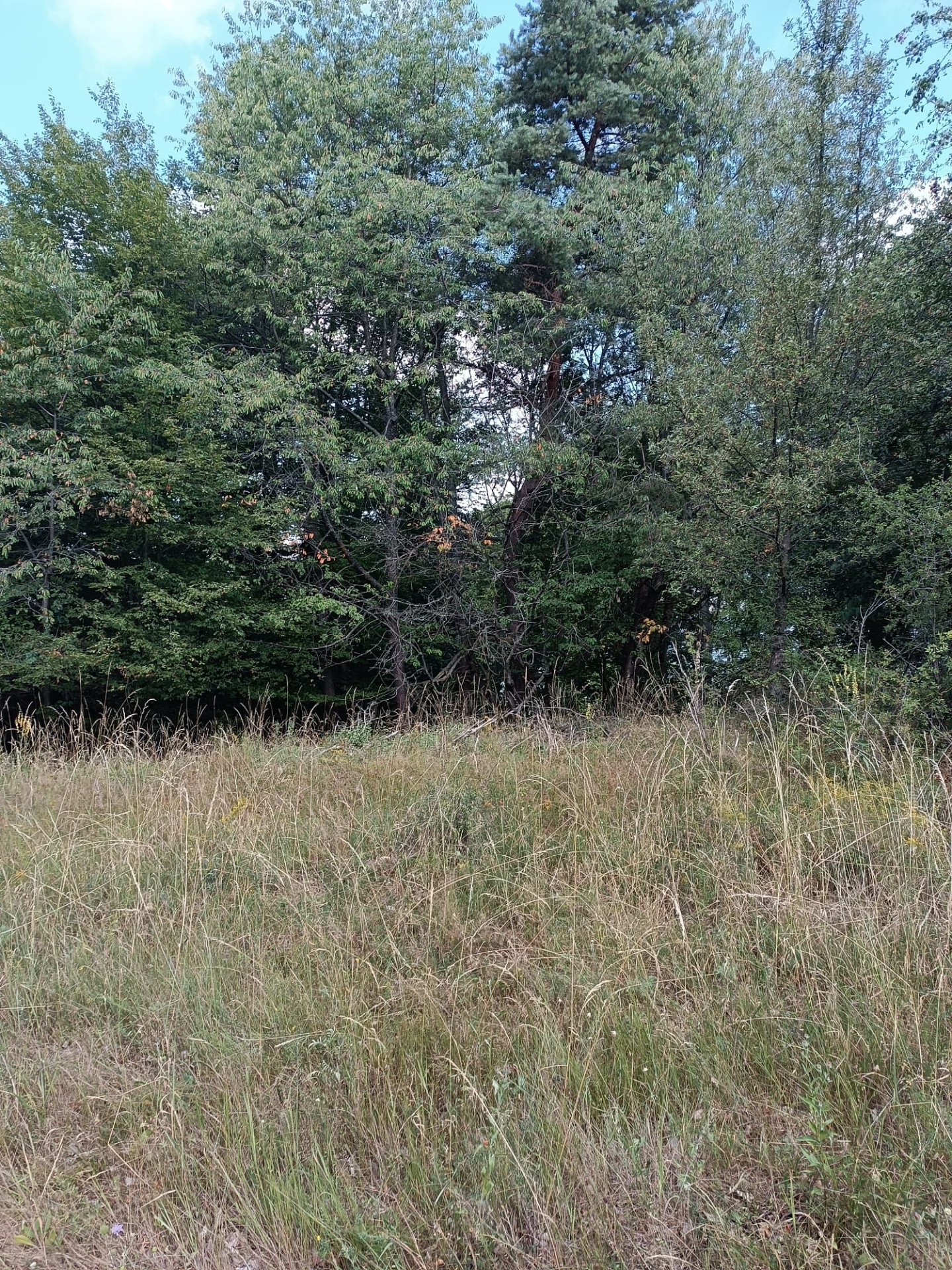 Na predaj pozemok v lese Hrabičov — foto 4