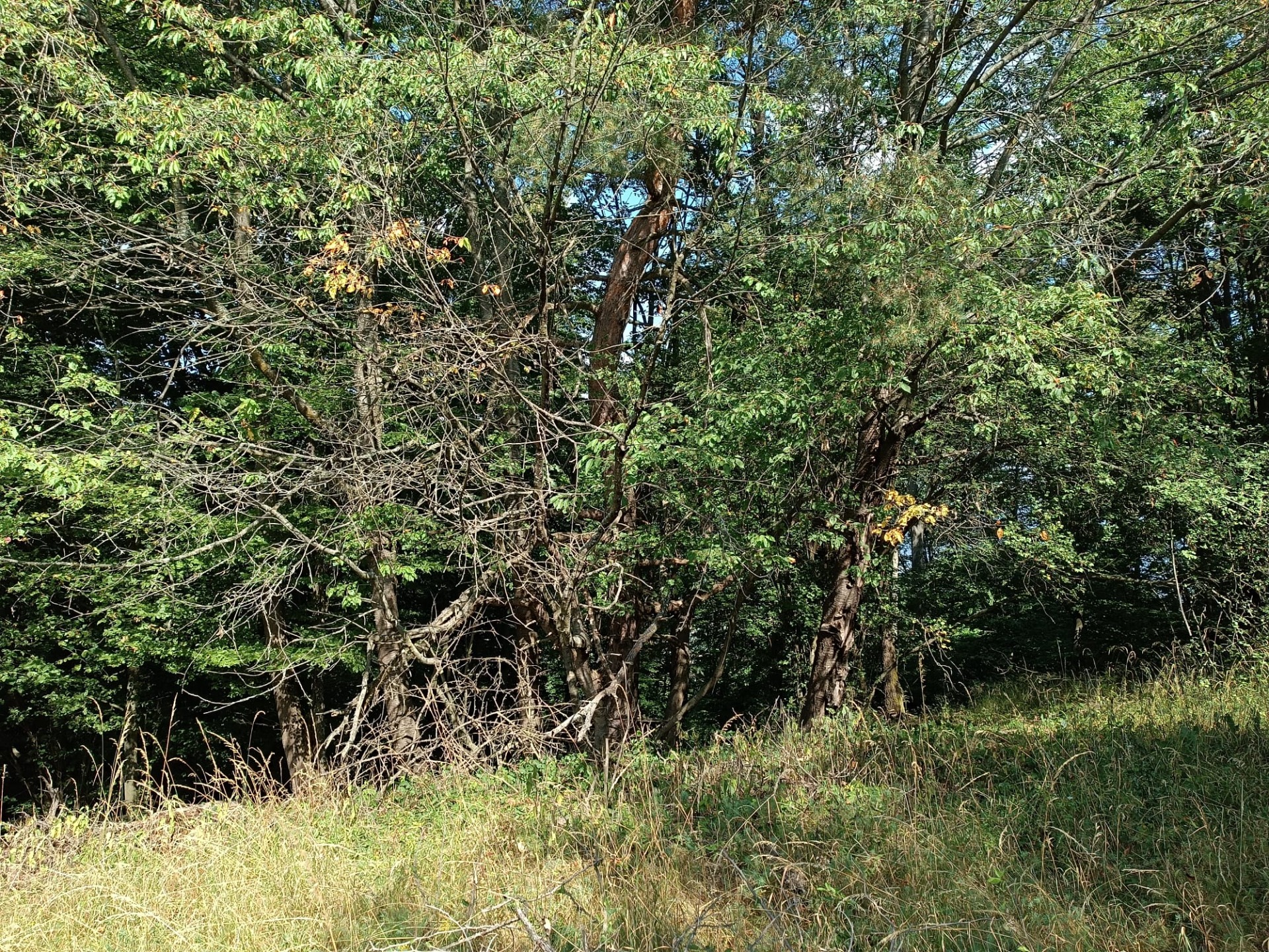 Na predaj pozemok v lese Hrabičov — foto 5