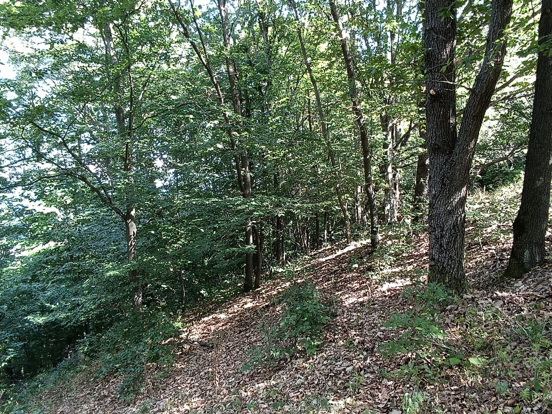 Na predaj pozemok v lese Hrabičov — foto 6