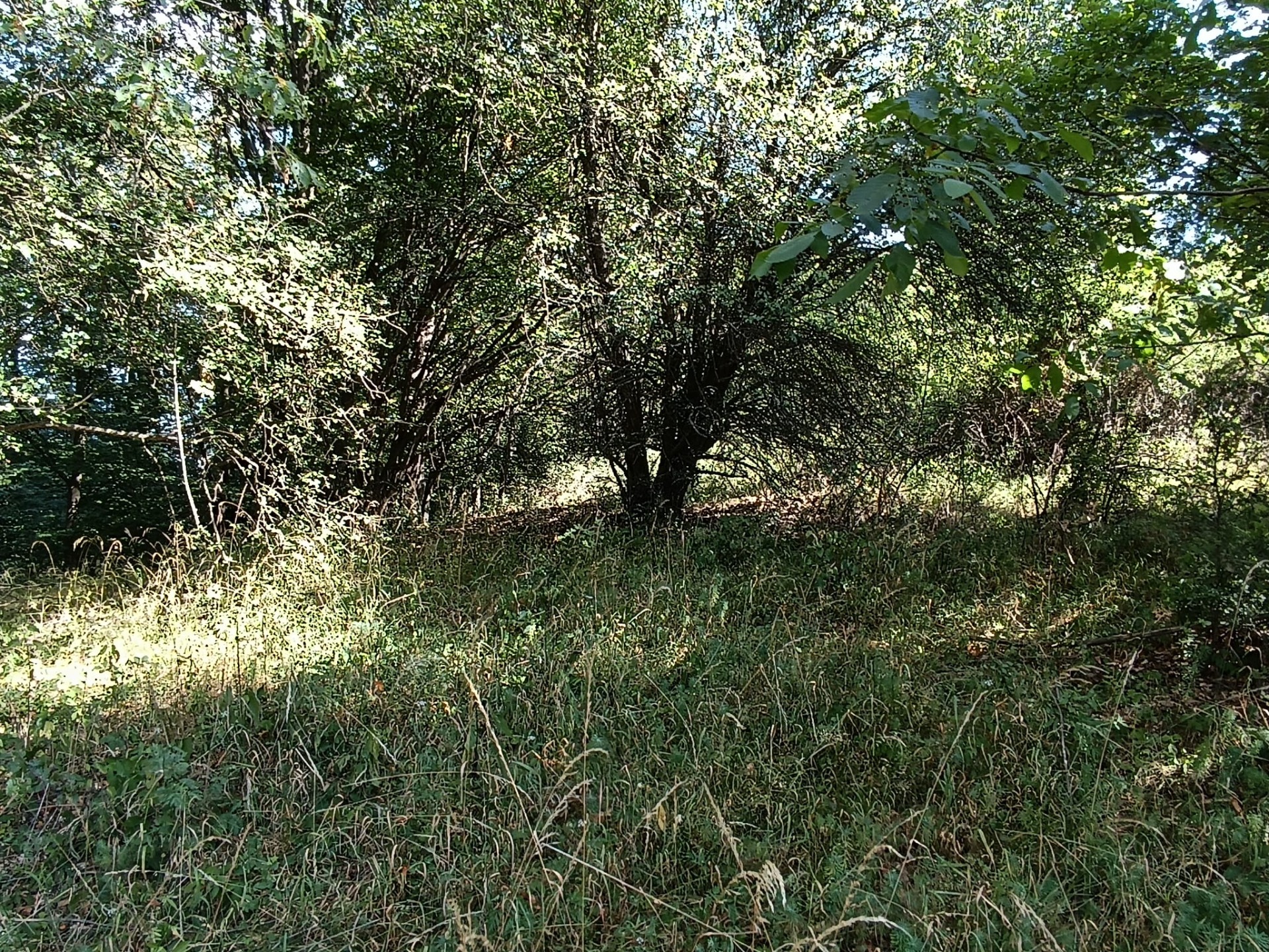 Na predaj pozemok v lese Hrabičov — foto 7